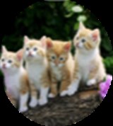 Group Image